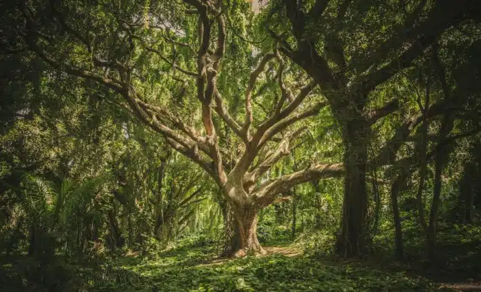 green leafed tree